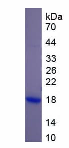 Mouse RLN1 / Relaxin Protein (Recombinant His)