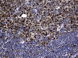 PCNA Antibody (clone OTI6B6)