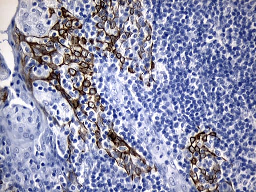 FBXO6 Antibody (clone OTI7C2, Carrier-free)