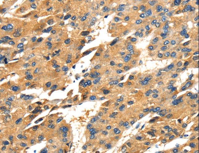 Osteonectin / SPARC Antibody (aa18-303)