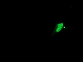 SAMHD1 Antibody (clone OTI1F6)