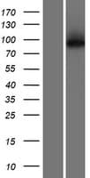 KLHL29 Protein (Over-Expression Lysate Myc-DDK (Flag))