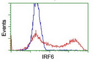IRF6 Antibody (clone OTI1D4)