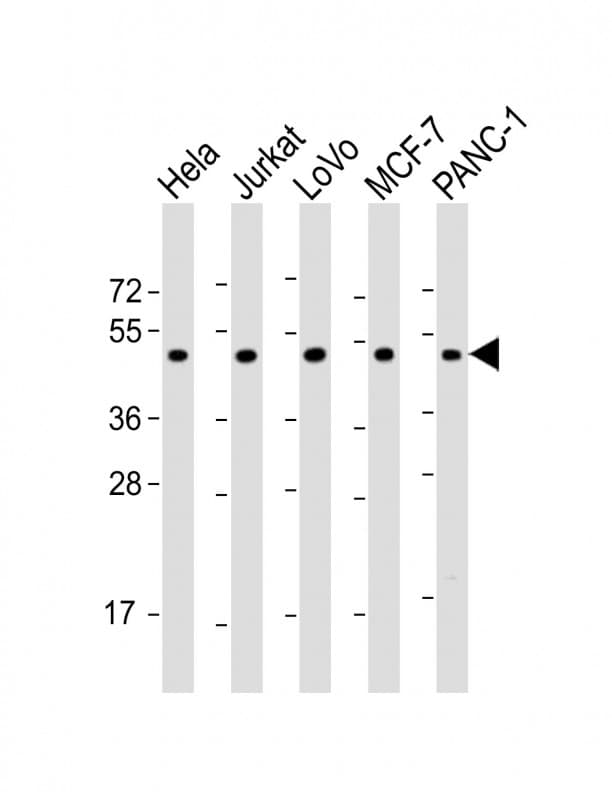 ADRA2A Antibody (aa118-152)