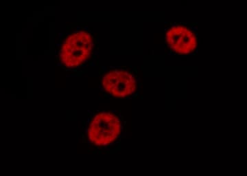 DAXX Antibody (phospho-Ser668)