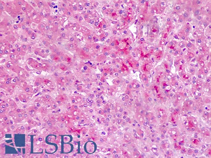 IHC-plus™ AMBP Antibody (aa77-104)