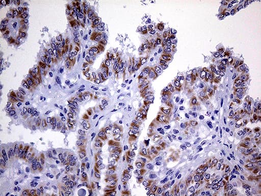 Monoclonal Mouse anti-Human OPA3 Antibody (clone OTI1G3, Carrier-free, IHC, WB)