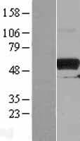 PKMYT1 Protein (Over-Expression Lysate Myc-DDK (Flag))