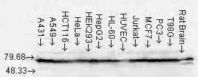 HSP70 / Heat Shock Protein 70 Antibody (clone N27F3-4, PerCP)