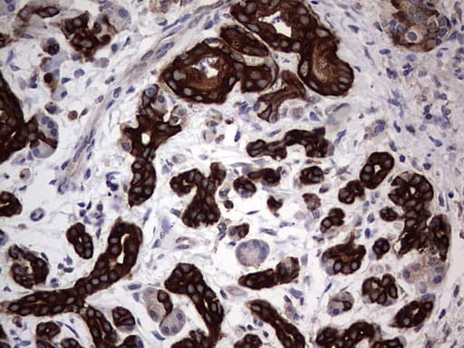 CCL19 / MIP3-Beta Antibody (aa22-98, clone OTI2A12, Carrier-free)