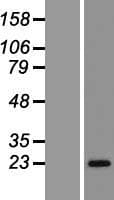 RAB43 Protein (Over-Expression Lysate Myc-DDK (Flag))