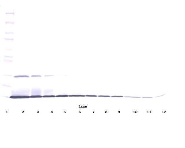 IL22 Antibody