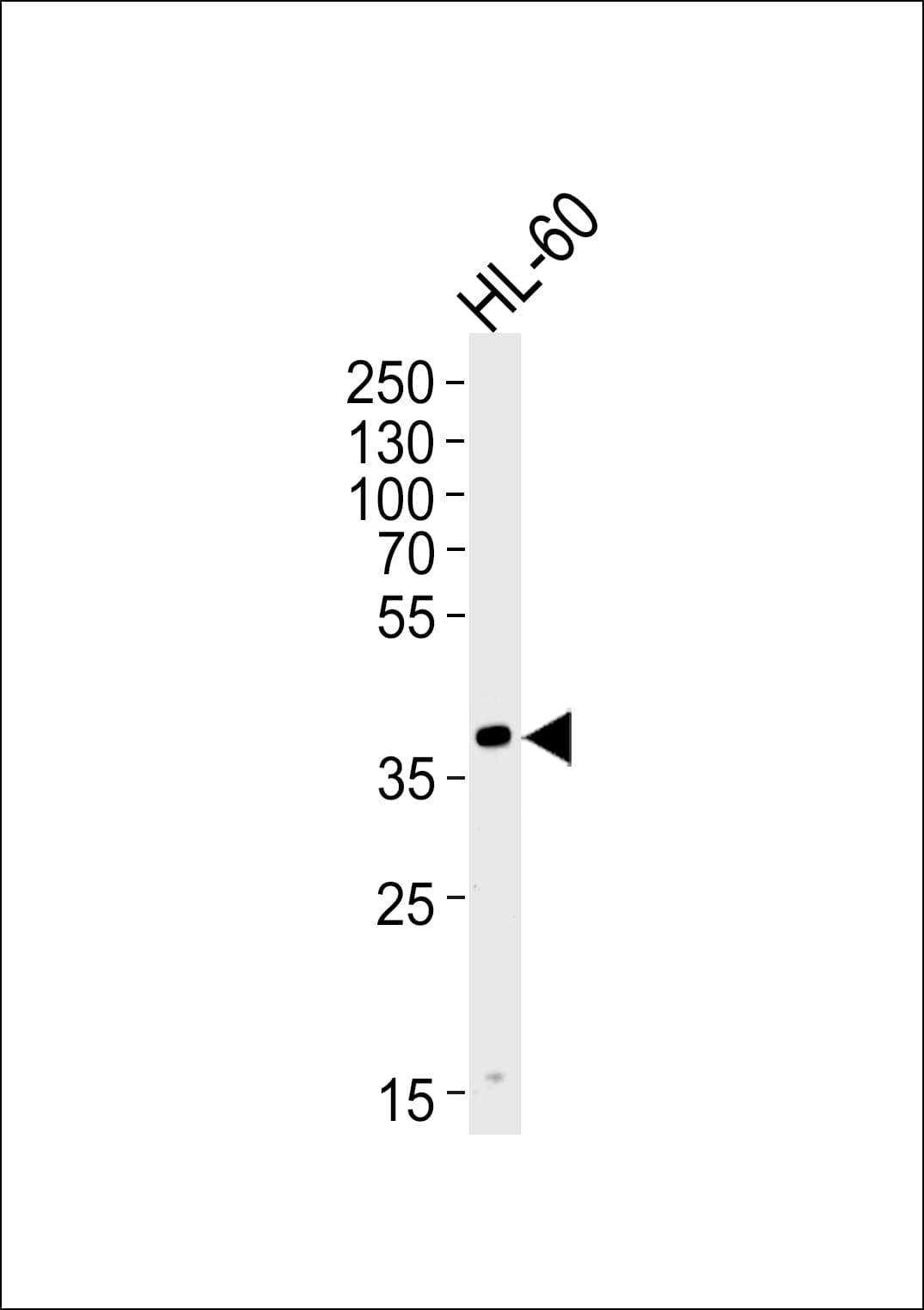 HPR Antibody (aa212-240)
