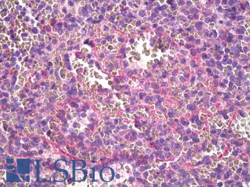 IHC-plus™ CXCL16 Antibody