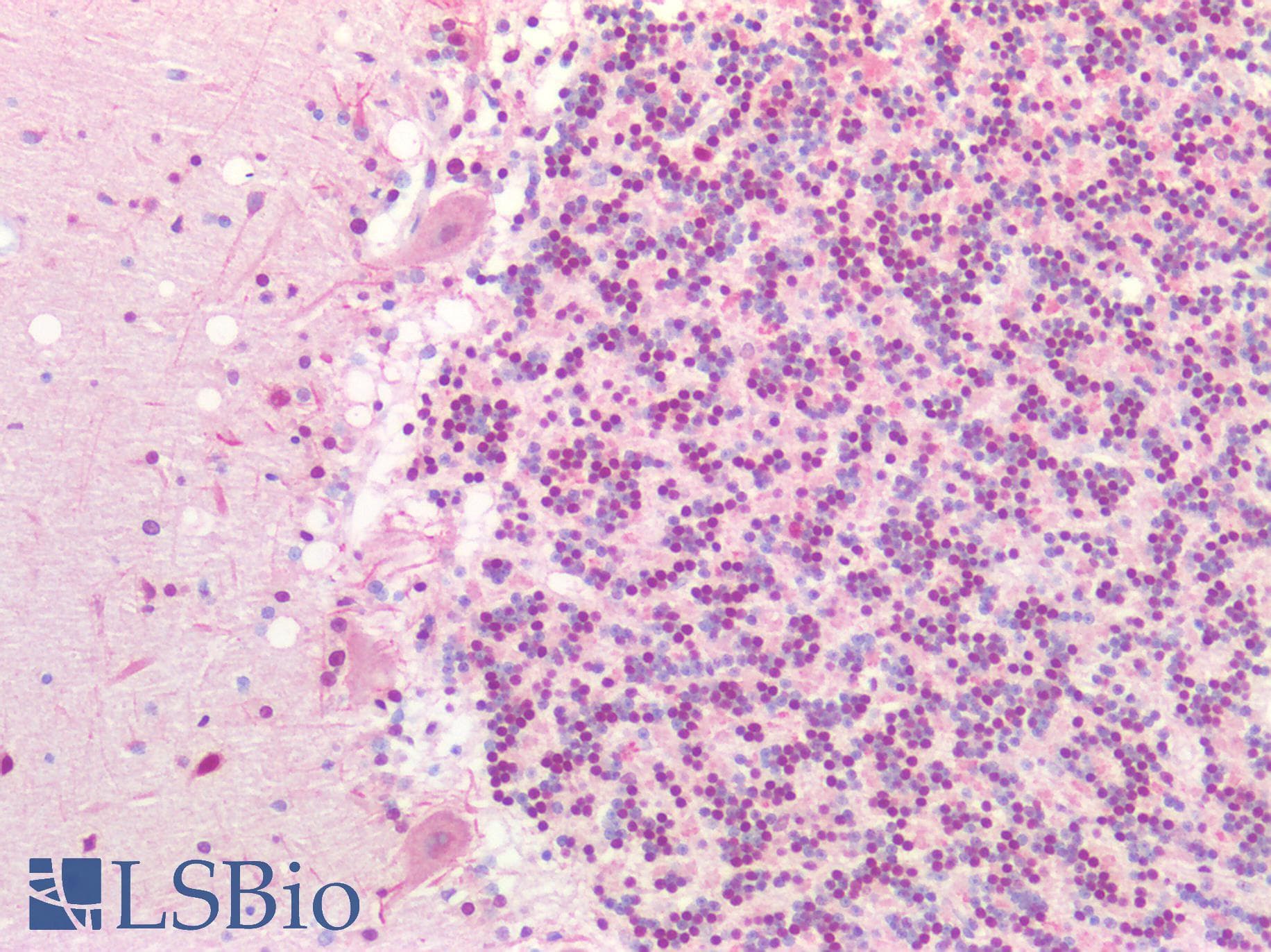PathPlus™ CCNL2 / Cyclin L2 Antibody