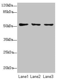 Polyclonal Rabbit anti-Human SLC46A2 Antibody (WB)