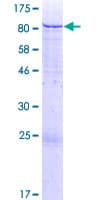 Human ZNF528 Protein (Recombinant GST)
