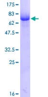 Human DMTN / Dematin Protein (Recombinant GST)