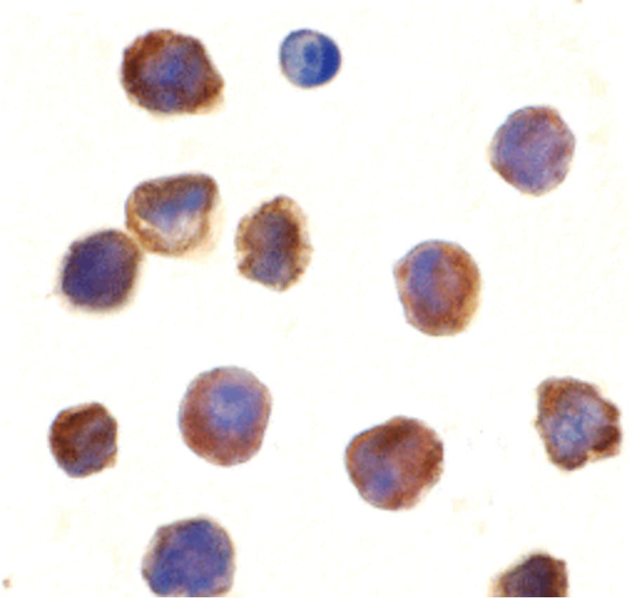 IHC-plus™ TLR3 Antibody
