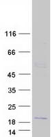 Human CSHL1 / CSH-Like 1 Protein (Recombinant Myc-DDK (Flag))