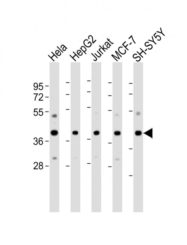 MRNP41 / RAE1 Antibody (aa19-42)