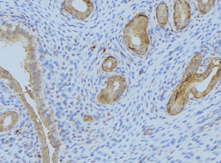 Polyclonal Rabbit anti-Human NXPH1 Antibody (IHC, WB)
