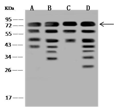 XPNPEP1 / Aminopeptidase P Antibody