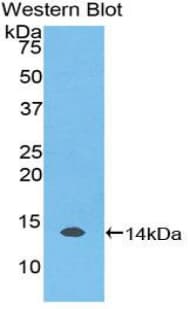 MUC5AC Antibody (aa2040-2149)