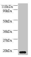 IHC-plus™ MRFAP1L1 Antibody