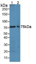LF / LTF / Lactoferrin Antibody (aa63-193)