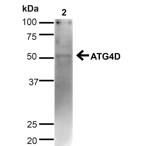 ATG4D Antibody