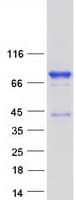 Human NUMBLIKE / NUMBL Protein (Recombinant Myc-DDK (Flag))