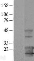 KCNE5 Protein (Over-Expression Lysate Myc-DDK (Flag))