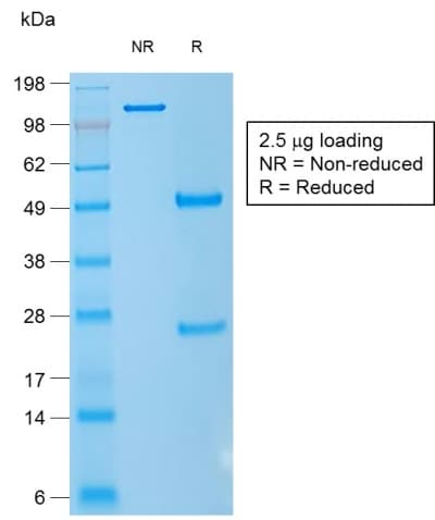 CD1A Antibody (clone rC1A/711, Azide-free, Carrier-free)