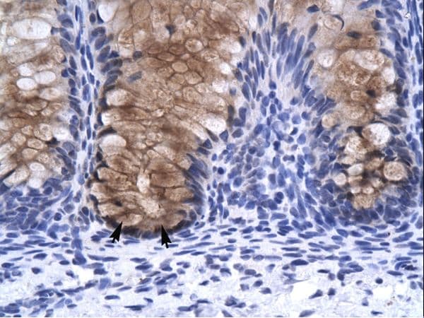 ANXA1 / Annexin A1 Antibody (N-Terminus)