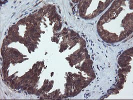 VBP1 Antibody (clone OTI2B12)