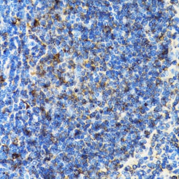 HLA-DRB3 Antibody