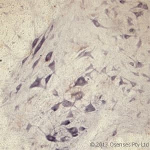 SEC22B Antibody (aa2-50)