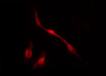 Polyclonal Rabbit anti-Human MED1 / TRAP220 Antibody (phospho-Thr1457, IHC, IF, WB)