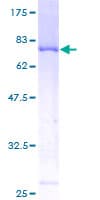 Human TNS4 Protein (Recombinant GST)