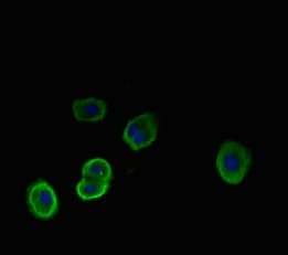 NEU1 / NEU Antibody