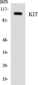 c-Kit / CD117 Antibody (aa881-930)