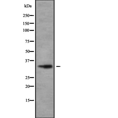 Polyclonal Rabbit anti-Human Olfactory Receptor OR2V1 Antibody (IHC, WB)
