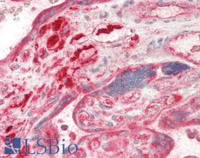 IHC-plus™ GRN / Granulin Antibody