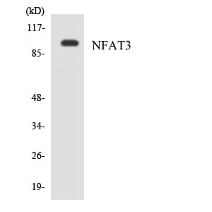 Polyclonal Rabbit anti-Human NFATC4 / NFAT3 Antibody (aa114-163, WB)