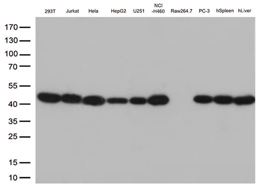 Monoclonal Mouse anti-Human PSMA1 Antibody (clone OTI9H1, IF, WB)