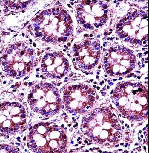RANGAP1 Antibody (aa20-49)