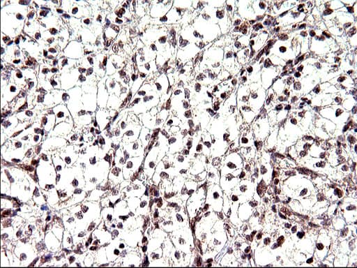 NDN / Necdin Antibody (clone OTI5D1)