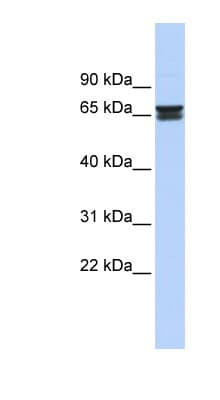 ZNF614 Antibody (C-Terminus)