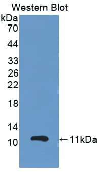 GPX3 Antibody (aa3-72)